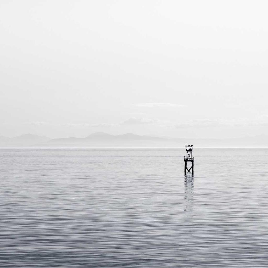 Three sparrow chicks huddled in their nest