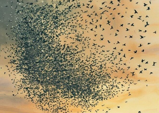 The Starling Who Flew Alone: A Story About Teamwork